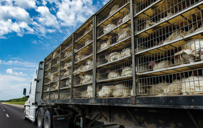 CETM crea una asociación nacional especializada en el transporte de animales vivos
