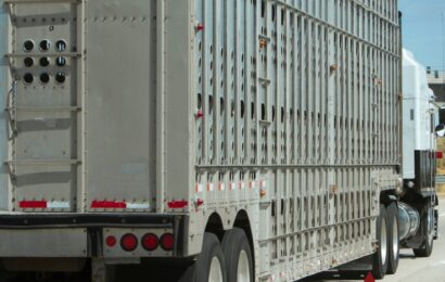 CETM Animales Vivos considera que el borrador del reglamento del transporte de animales perjudica al sector y aún tiene mucho de margen de mejora