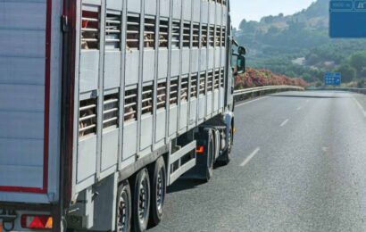 Los transportes de animales vivos deberán reducir la densidad de carga cuando se superen los 30ºC