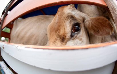 Nuevos aspectos normativos sobre el transporte de alimentación animal
