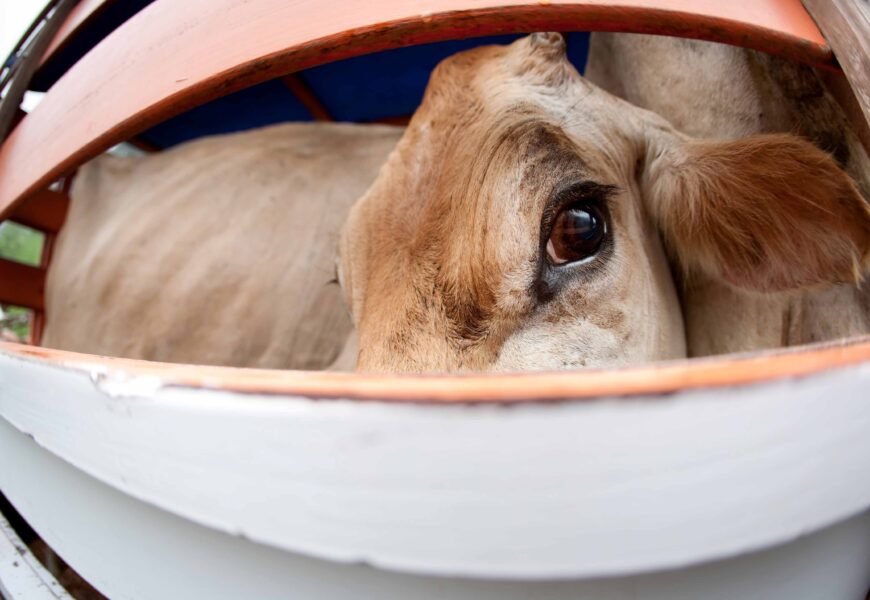 Nuevos aspectos normativos sobre el transporte de alimentación animal